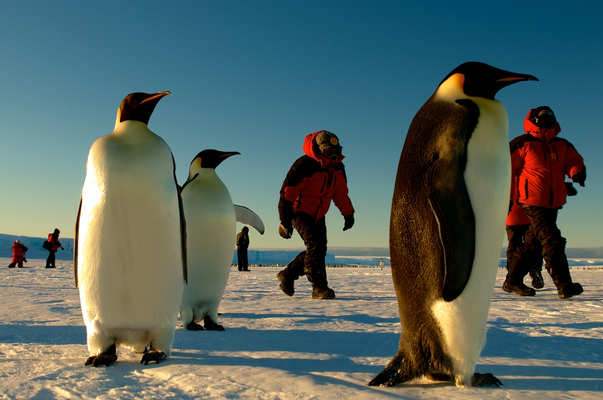 Icetrek Emperor Penguins