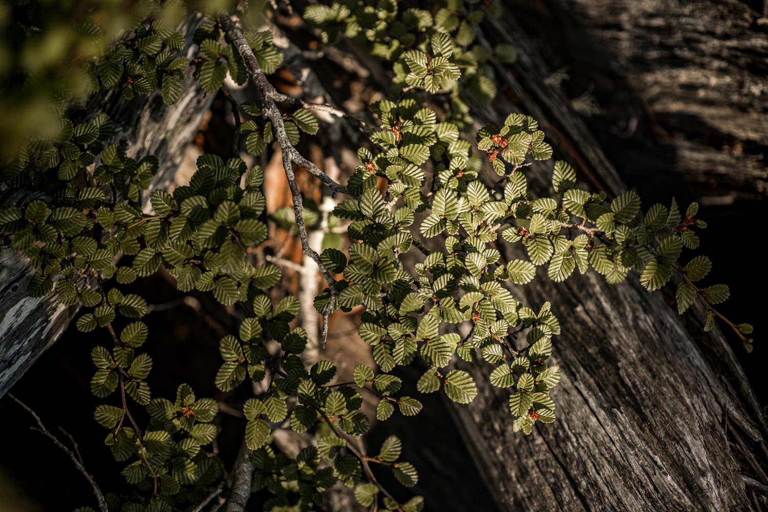 CJ Fagus RGB 300dpi 50