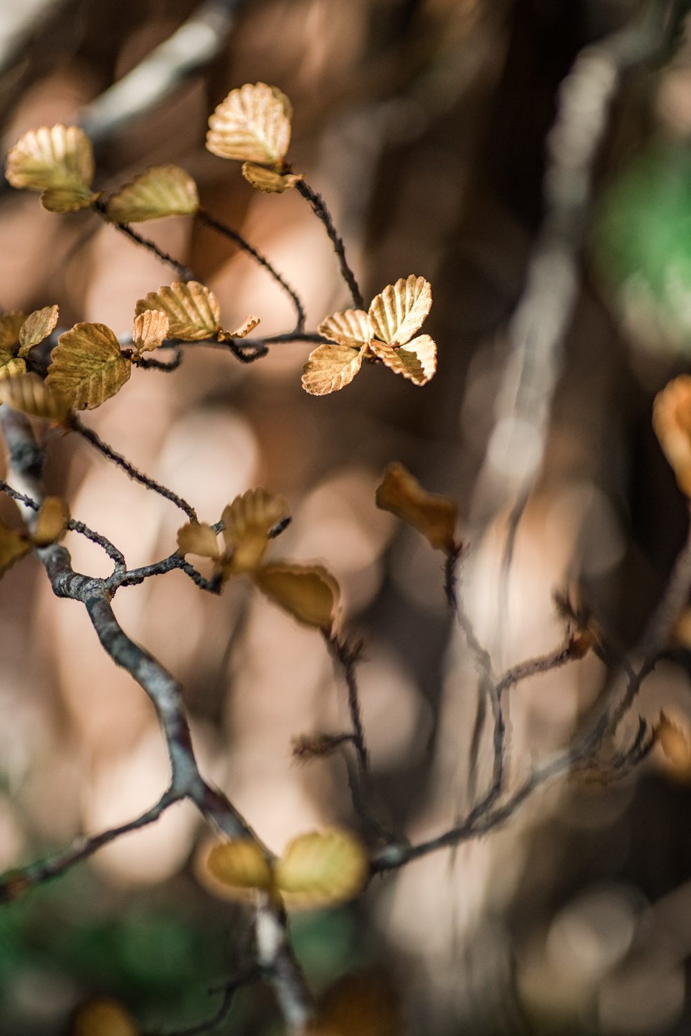 CJ Fagus RGB 300dpi 80