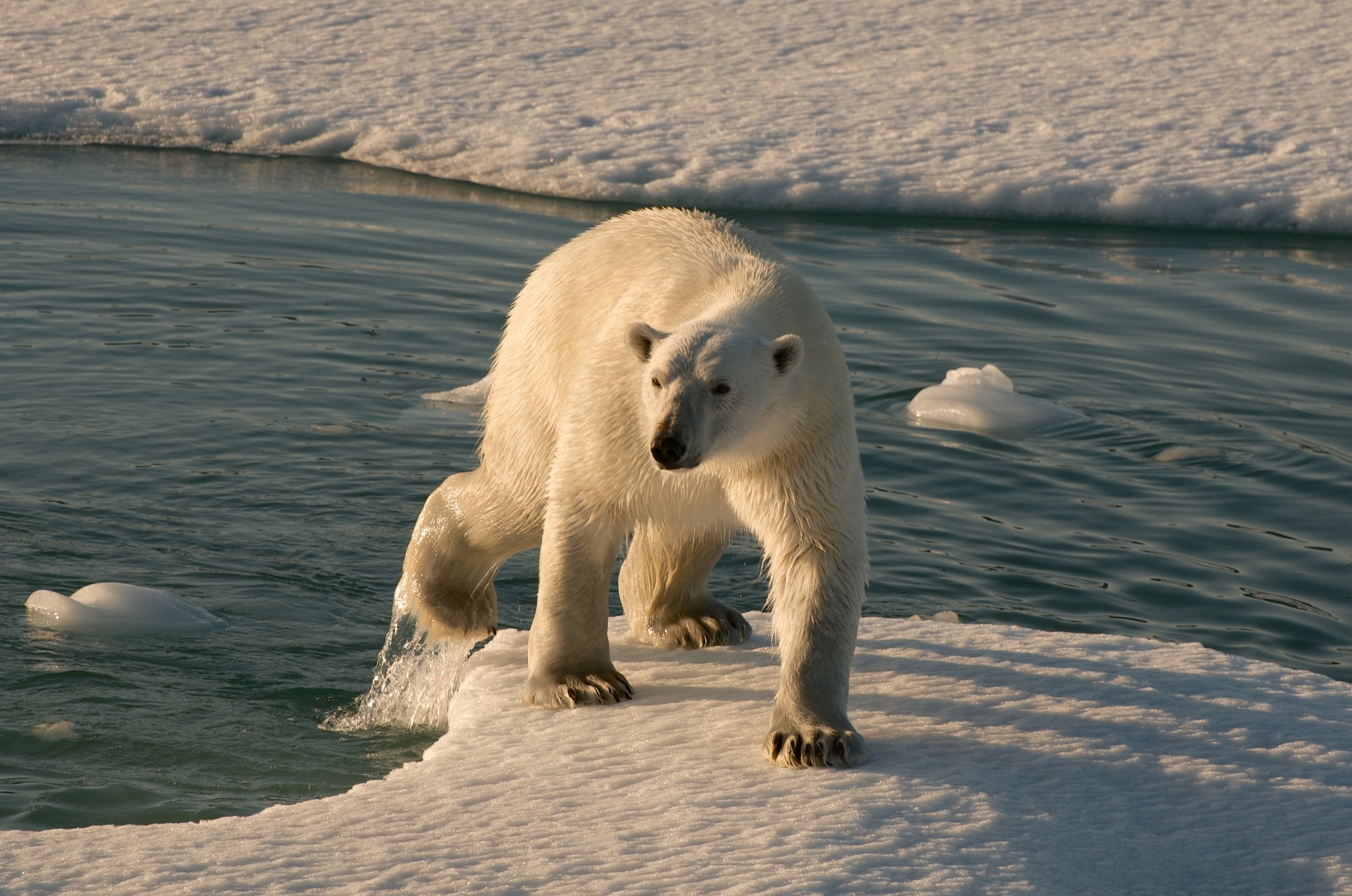 Icetrek Greenaldn Polar Bear