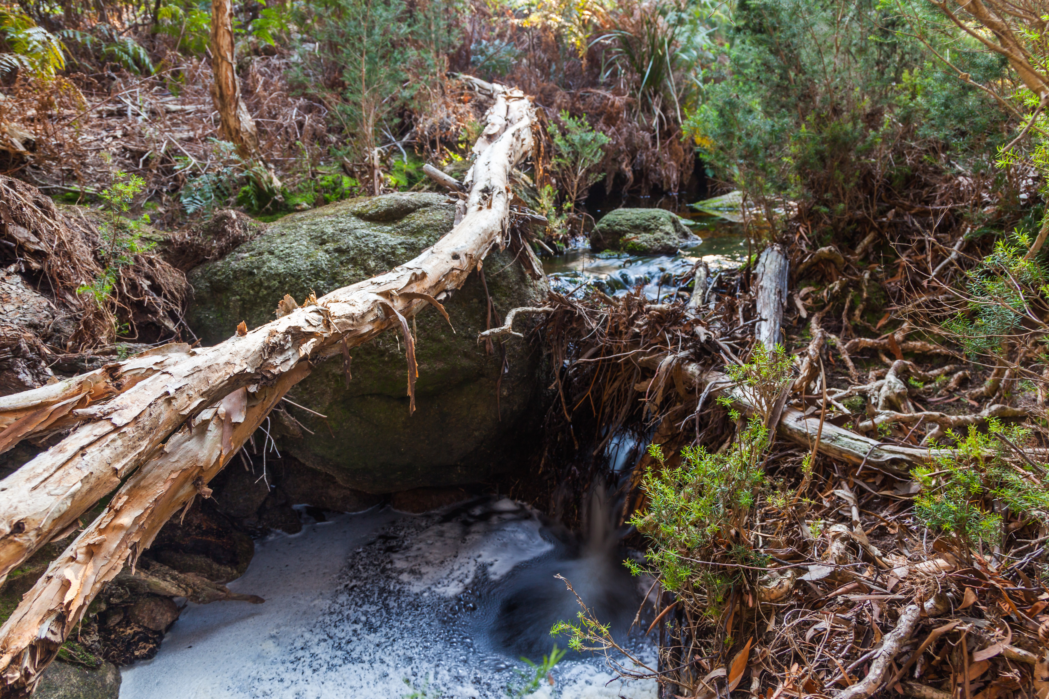 MS Enchanted Walk S Group Web002