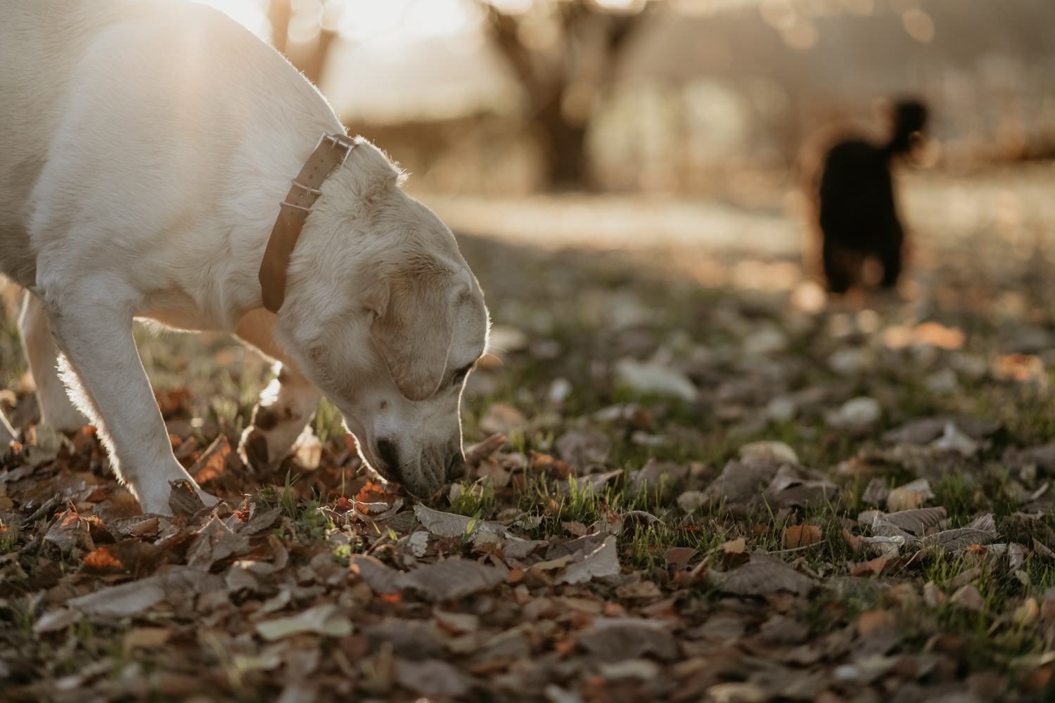 Tas Truffles RGB 300dpi 10