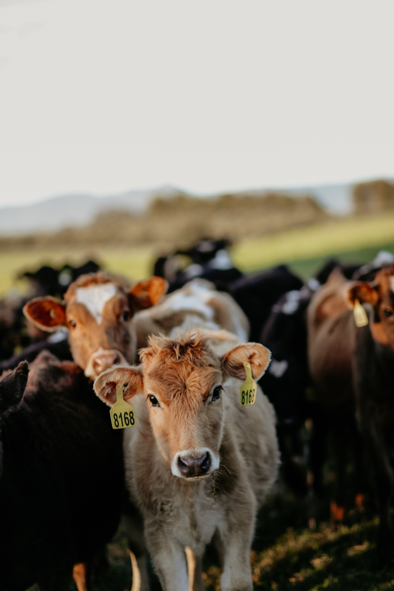 Tas Truffles RGB 300dpi 27